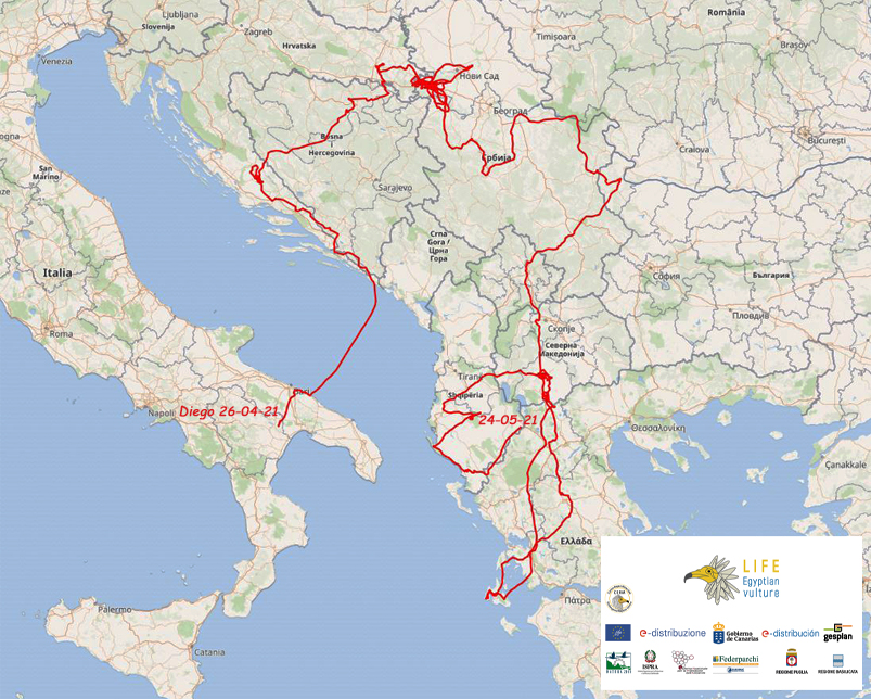 Diego continues his tour of the Balkans - Life Egyptian Vulture